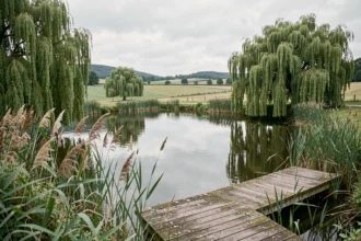 Étang rural en France entouré de saules pleureurs et de roseaux, avec un ponton en bois, illustrant les opportunités d'achat d'étang en région abordable